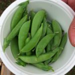 children harvest snap peas from garden for snack time